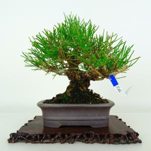盆栽 松 黒松 樹高 約16cm くろまつ Pinus thunbergii クロマツ マツ科 常緑針葉樹 鑑賞 観賞用 小品 現品