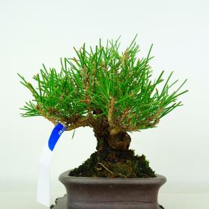 盆栽 松 黒松 樹高 約16cm くろまつ P...の詳細画像1