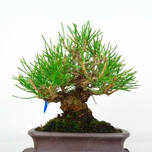 盆栽 松 黒松 樹高 約16cm くろまつ P...の詳細画像2