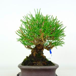 盆栽 松 黒松 樹高 約16cm くろまつ P...の詳細画像3