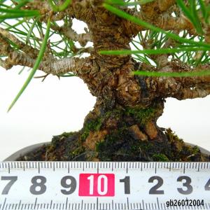 盆栽 松 黒松 樹高 約16cm くろまつ P...の詳細画像4