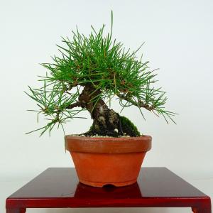 盆栽 松 黒松 樹高 約14cm くろまつ Pinus thunbergii クロマツ マツ科 常緑針葉樹 鑑賞 観賞用 小品 現品