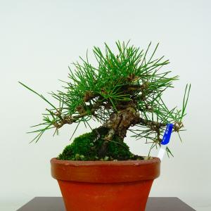 盆栽 松 黒松 樹高 約14cm くろまつ P...の詳細画像2