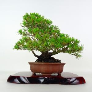 盆栽 松 五葉松 樹高 約21cm ごようまつ Pinus parviflora ゴヨウマツ マツ科 常緑針葉樹 鑑賞 観賞用 現品