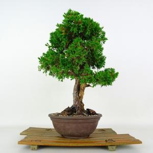 盆栽 真柏 樹高 約28cm しんぱく Juniperus chinensis ジン シャリ シンパク ヒノキ科 常緑樹 鑑賞 観賞用 現品