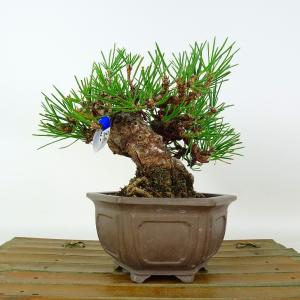 盆栽 松 黒松 樹高 約12cm くろまつ Pinus thunbergii クロマツ マツ科 常緑針葉樹 鑑賞 観賞用 小品 現品