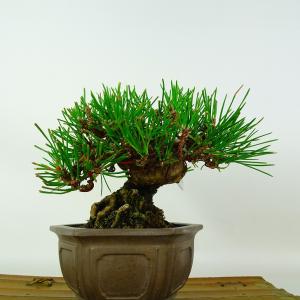 盆栽 松 黒松 樹高 約12cm くろまつ P...の詳細画像2