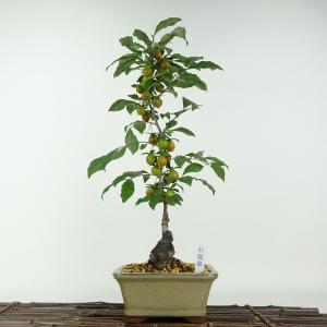 盆栽 老爺柿 紅瓢箪 樹高 約40cm ろうやがき ロウヤガキ 実物 雌木 カキノキ科 落葉〜半落葉樹 鑑賞用 観賞用 現品