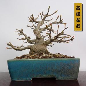 盆栽 楓 樹高 約14cm かえで 高級盆栽 Acer カエデ 紅葉 カエデ科 落葉樹 鑑賞 観賞用 小品 現品