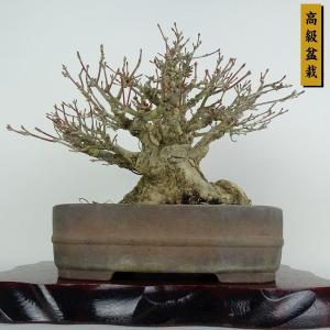 盆栽 紅葉 樹高 約21cm もみじ 高級盆栽 Acer palmatum モミジ カエデ科 落葉樹 鑑賞 観賞用 現品