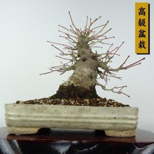 盆栽 紅葉 樹高 約20cm もみじ 高級盆栽 Acer palmatum モミジ カエデ科 落葉樹 観賞用 小品 現品