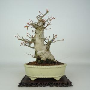 盆栽 紅葉 樹高 約19.5cm もみじ Acer palmatum モミジ カエデ科 落葉樹 観賞用 鑑賞 小品 現品