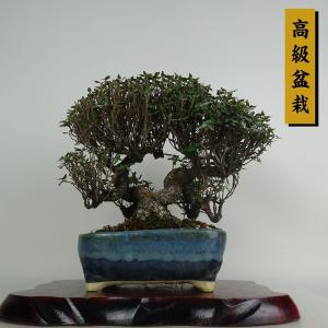盆栽 縮緬葛 樹高 約22cm ちりめんかずら 高級盆栽 tirimenkazura チリメンカズラ テイカカズラ属 つる性 常緑樹 鑑賞 観賞用 現品