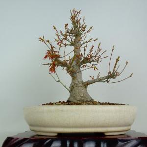 盆栽 紅葉 樹高 約29cm もみじ Acer palmatum モミジ カエデ科 落葉樹 観賞用 現品