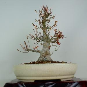 盆栽 紅葉 樹高 約29cm もみじ Acer...の詳細画像2