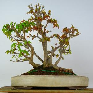 盆栽 楓 樹高 約37cm かえで 高級盆栽 Acer カエデ 紅葉 カエデ科 落葉樹 小品 観賞用 現品