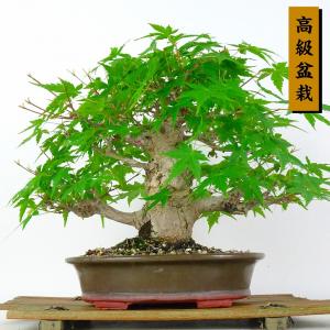 盆栽 紅葉 樹高 約22cm もみじ 高級盆栽 Acer palmatum モミジ カエデ科 落葉樹 鑑賞 観賞用 現品