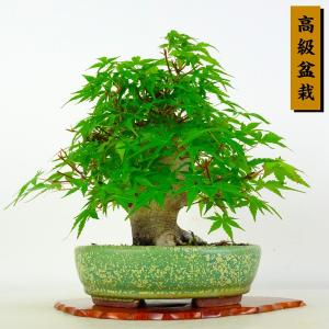 盆栽 紅葉 樹高 約18cm もみじ 高級盆栽 Acer palmatum モミジ カエデ科 落葉樹 鑑賞 観賞用 小品 現品