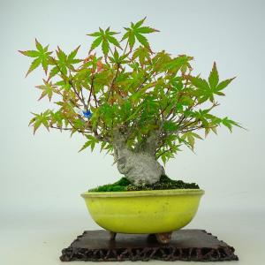 盆栽 紅葉 樹高 約19.5cm もみじ Acer palmatum モミジ カエデ科 落葉樹 鑑賞 観賞用 小品 現品