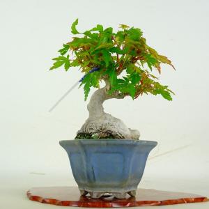 盆栽 紅葉 樹高 約13.8cm もみじ Acer palmatum モミジ カエデ科 落葉樹 鑑賞 観賞用 小品 現品