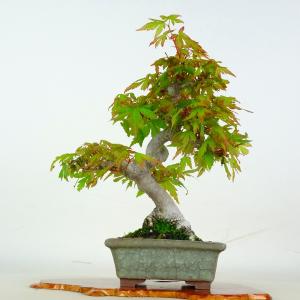 盆栽 紅葉 樹高 約22.5cm もみじ Acer palmatum モミジ カエデ科 落葉樹 鑑賞 観賞用 現品