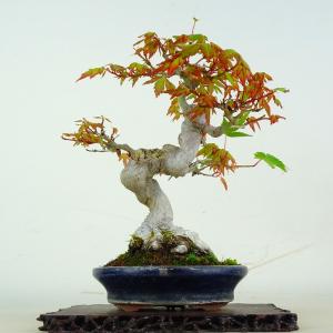 盆栽 紅葉 樹高 約18.5cm もみじ Acer palmatum モミジ カエデ科 落葉樹 鑑賞 観賞用 小品 現品