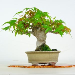 盆栽 紅葉 樹高 約16cm もみじ Acer palmatum モミジ カエデ科 落葉樹 鑑賞 観賞用 小品 現品