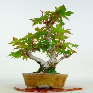 盆栽 紅葉 樹高 約19cm もみじ Acer palmatum モミジ カエデ科 落葉樹 鑑賞 観賞用 小品 現品