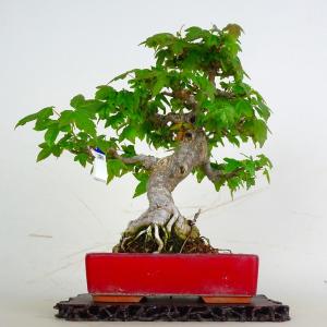 盆栽 楓 樹高 約20cm かえで Acer カエデ 紅葉 カエデ科 落葉樹 鑑賞 観賞用 小品 現品