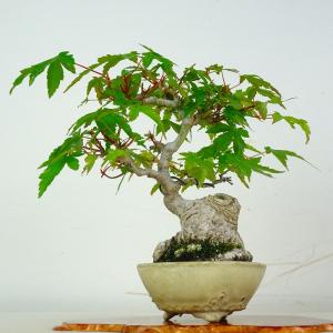 盆栽 紅葉 樹高 約18cm もみじ Acer palmatum モミジ カエデ科 落葉樹 鑑賞 観賞用 小品 現品
