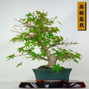 盆栽 紅葉 樹高 約28.5cm もみじ 高級盆栽 Acer palmatum モミジ カエデ科 落葉樹 鑑賞 観賞用 現品
