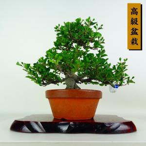 盆栽 鎌柄 樹高 約24cm かまつか 高級盆栽 Pourthiaea villosa カマツカ バラ科 落葉樹 鑑賞 観賞用 現品