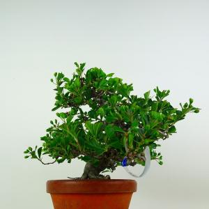 盆栽 鎌柄 樹高 約24cm かまつか 高級盆...の詳細画像1
