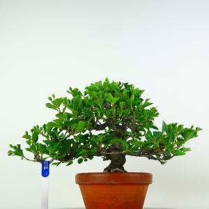 盆栽 鎌柄 樹高 約24cm かまつか 高級盆...の詳細画像2