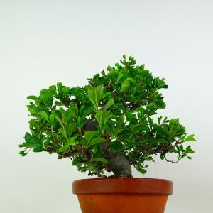 盆栽 鎌柄 樹高 約24cm かまつか 高級盆...の詳細画像3