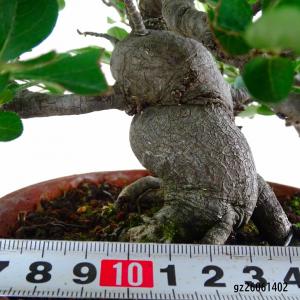 盆栽 鎌柄 樹高 約24cm かまつか 高級盆...の詳細画像4