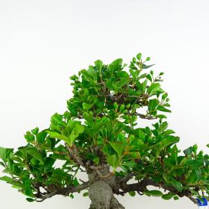 盆栽 鎌柄 樹高 約24cm かまつか 高級盆...の詳細画像5