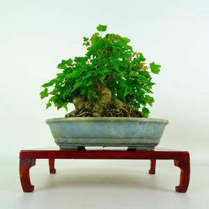 盆栽 楓 樹高 約14cm かえで Acer カエデ 紅葉 カエデ科 落葉樹 鑑賞 観賞用 小品 現品