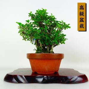 盆栽 梅 長寿梅 樹高 約20cm ちょうじゅばい 高級盆栽 Chaenomeles japonica チョウジュバイ バラ科 ボケ属 落葉樹 鑑賞 観賞用 小品 現品