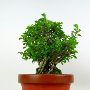 盆栽 梅 長寿梅 樹高 約20cm ちょうじゅ...の詳細画像1