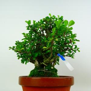 盆栽 梅 長寿梅 樹高 約20cm ちょうじゅ...の詳細画像3
