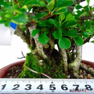 盆栽 梅 長寿梅 樹高 約20cm ちょうじゅ...の詳細画像4