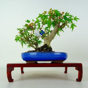 盆栽 紅葉 樹高 約16cm もみじ Acer palmatum モミジ カエデ科 落葉樹 鑑賞 観賞用 小品 現品