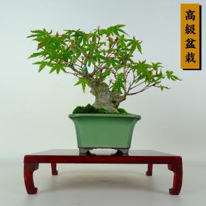 盆栽 紅葉 樹高 約17cm もみじ 高級盆栽 Acer palmatum モミジ カエデ科 落葉樹 鑑賞 観賞用 小品 現品
