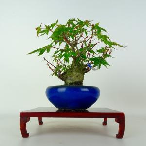 盆栽 紅葉 樹高 約15cm もみじ Acer palmatum モミジ カエデ科 落葉樹 鑑賞 観賞用 小品 現品