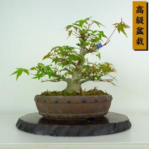 盆栽 紅葉 樹高 約25cm もみじ 高級盆栽 Acer palmatum モミジ カエデ科 落葉樹 鑑賞 観賞用 現品