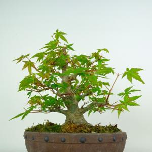 盆栽 紅葉 樹高 約25cm もみじ 高級盆栽...の詳細画像2