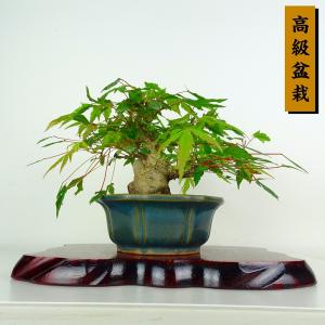 盆栽 紅葉 樹高 約20cm もみじ 高級盆栽 Acer palmatum モミジ カエデ科 落葉樹 鑑賞 観賞用 小品 現品