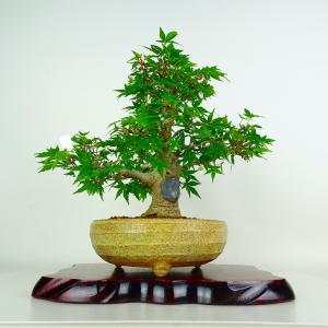 盆栽 紅葉 樹高 約23cm もみじ Acer palmatum モミジ カエデ科 落葉樹 鑑賞 観賞用 現品