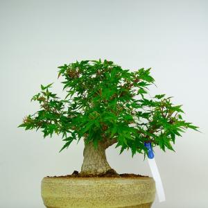 盆栽 紅葉 樹高 約23cm もみじ Acer...の詳細画像2